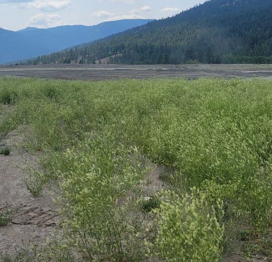 Reclamation test plot progress